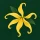 Fiori Ylang Ylang 
