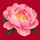Peonia 