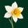 Narciso 