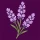 Lavanda 