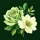 Bouquet Warm 